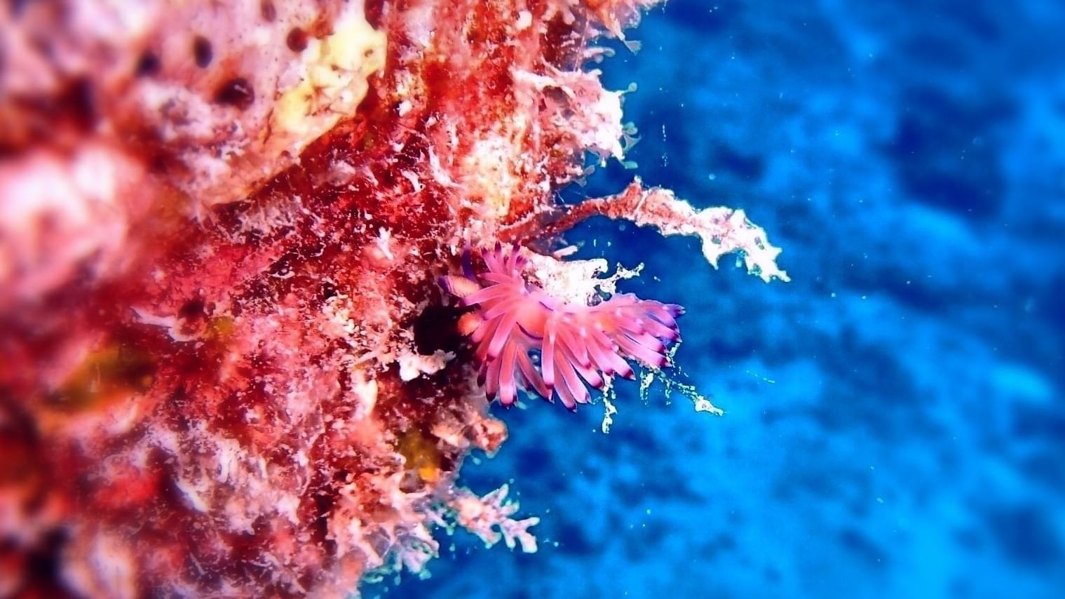 Closeup of pink corals undersea near Heron Island Resort