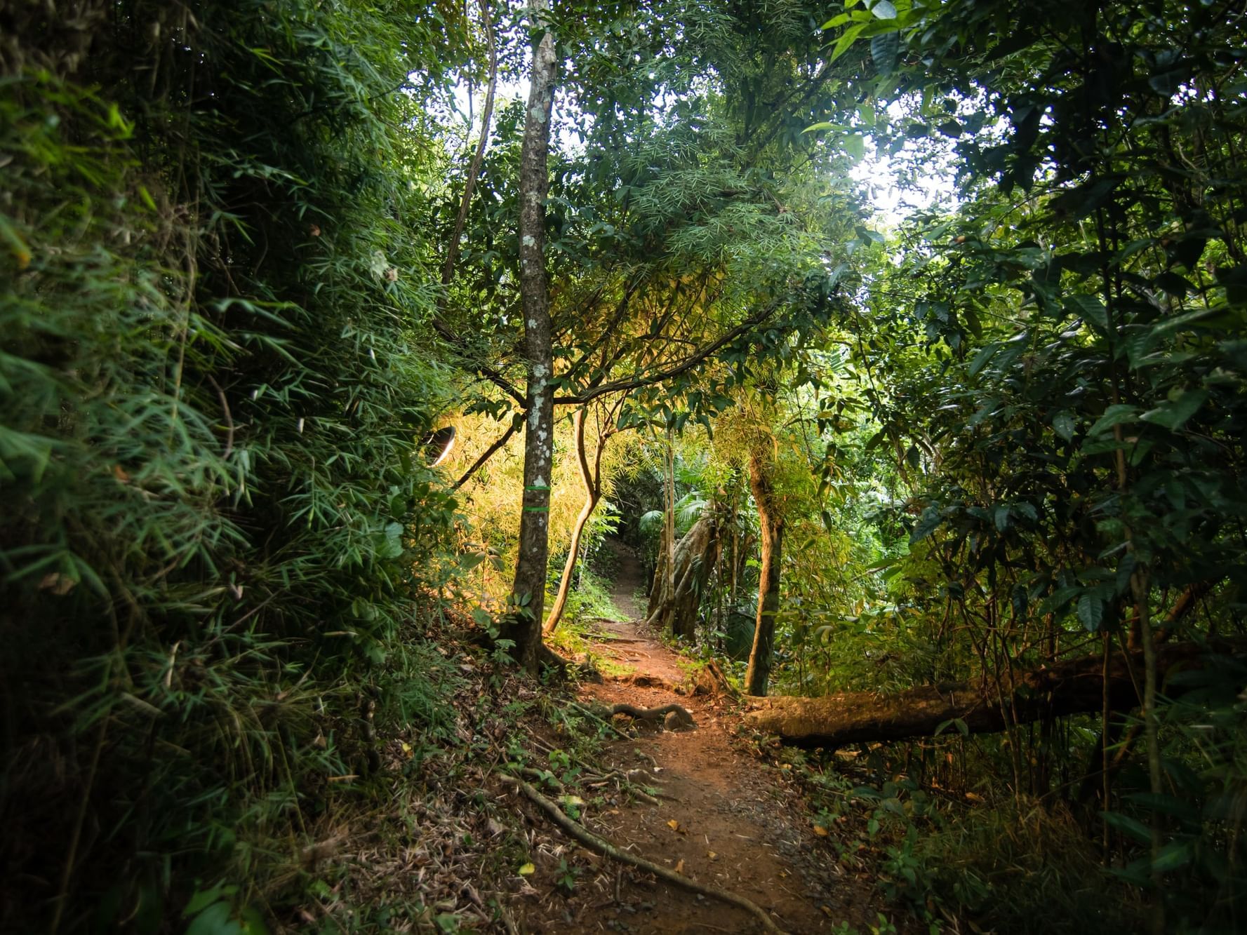 Conoce los senderos naturales en bosque denso con árboles y plantas verdes del Hotel Summit Rainforest.