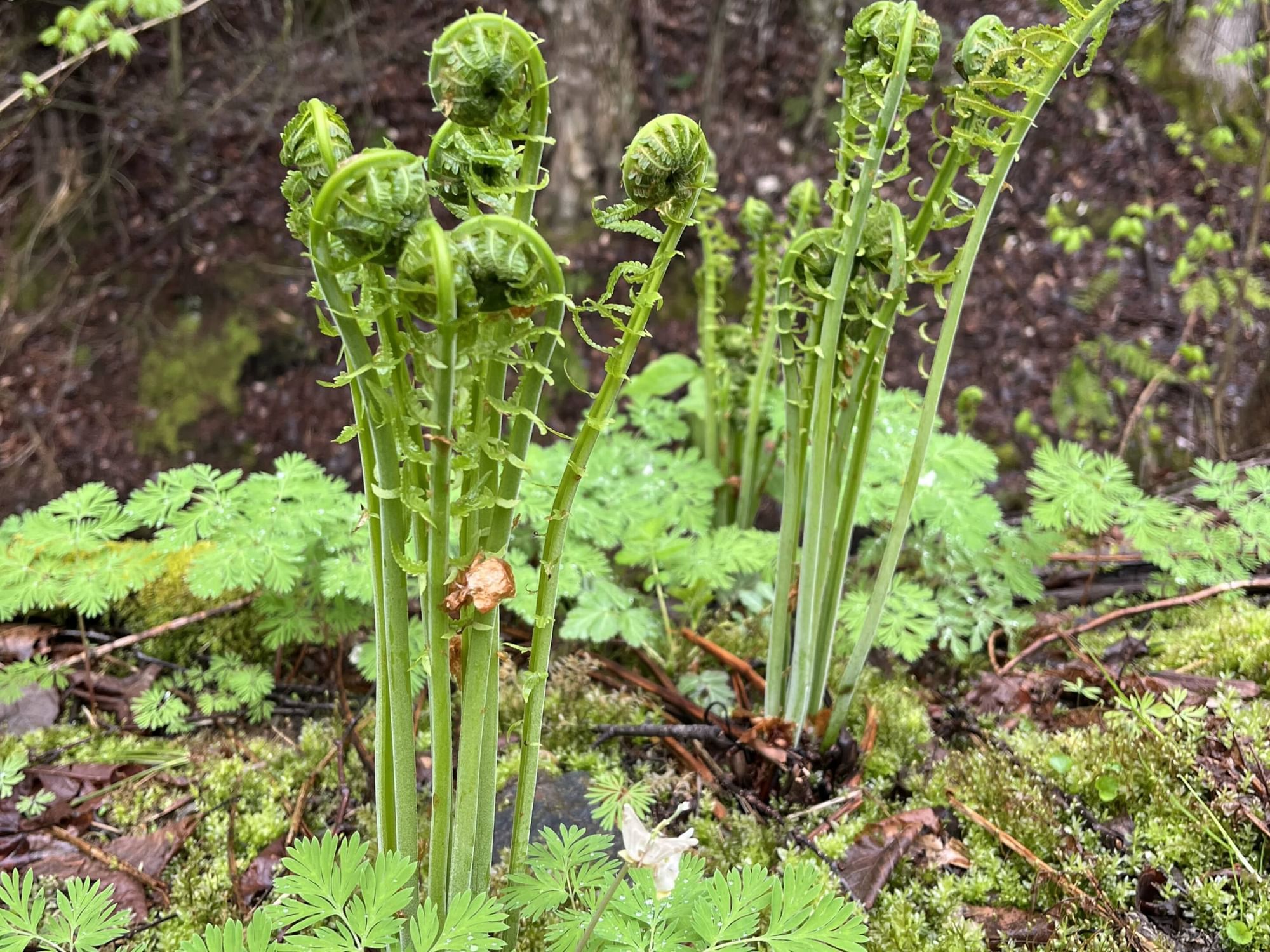 Green fiddlehead ferns growing among lush moss and other plants in a forest setting.