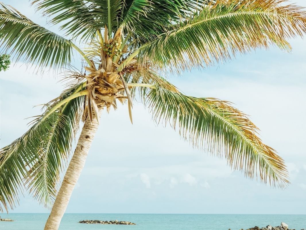 Beautiful coastal view featuring a lush green palm tree on a sunny, white sand beach near Crest Hotel & Suites