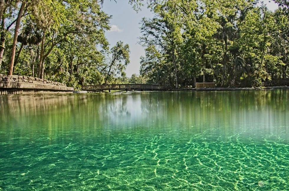 Are Dogs Allowed At Wekiva Springs