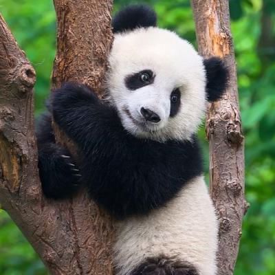 panda holding onto a tree