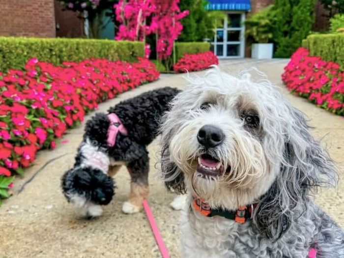 dog friendly gardens of the berkeley hotel nj