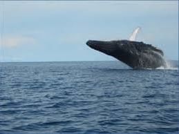 ballena saltando fuera del agua