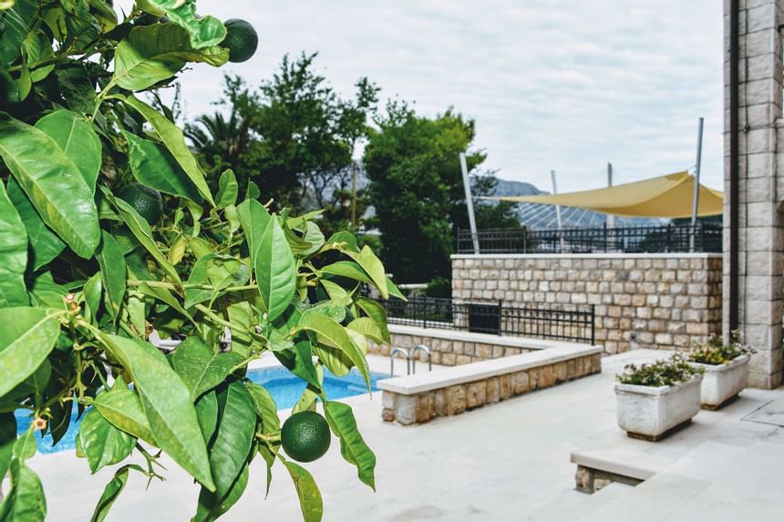 Closeup of the lemon tree by the pool at Villa Franica  