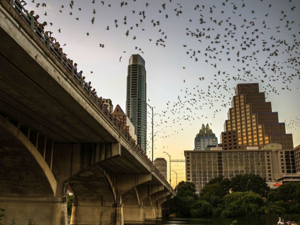 A colony of bats flying over Congress Bridge near Austin Condo