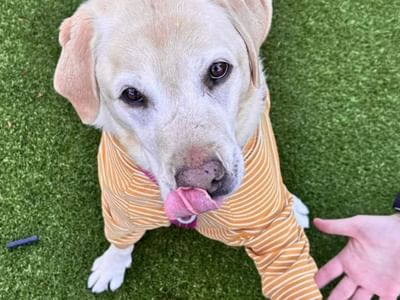 Dickson Village Apartments Outdoor Terrace