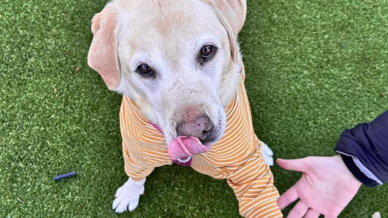 Dickson Village Apartments Outdoor Terrace