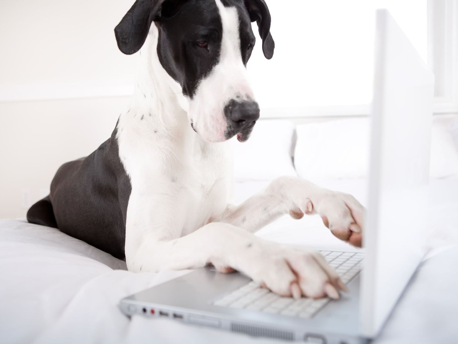 A large dog laying in bed with a laptop at his paws.