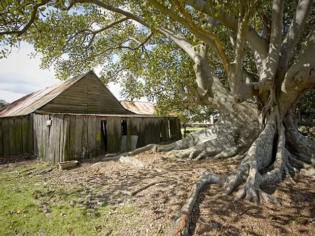 House by a tree in Bella Vista Farm Park near Nesuto Hotels