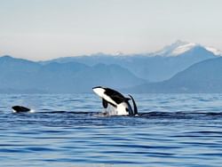 a whale jumping out of the water