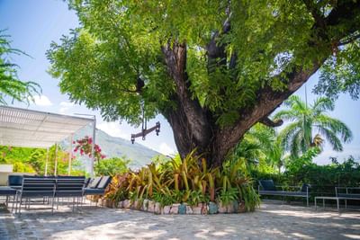 Large shade tree surrounded by tropical plants and lounge chairs with mountain views at Hotel Montana Haiti