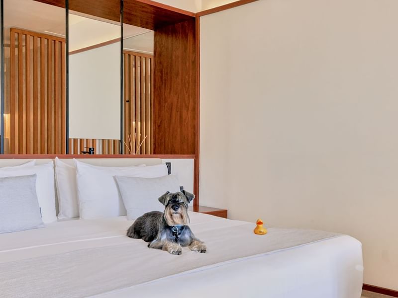 Dog on a bed by the bathtub in Premium Garden View room at Live Aqua Punta Cana