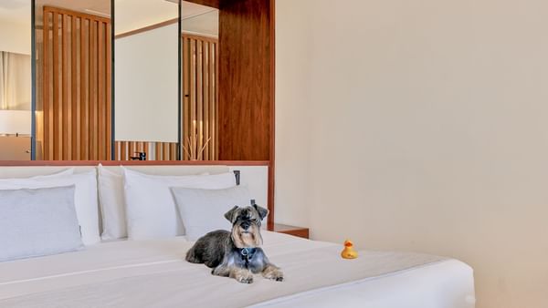 Dog on a comfy bed in Premium Deluxe Garden View room at Live Aqua Punta Cana