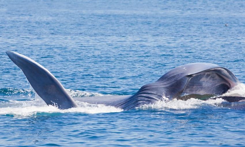 Closeup on a blue whale swimming near Inn at Avila Beach