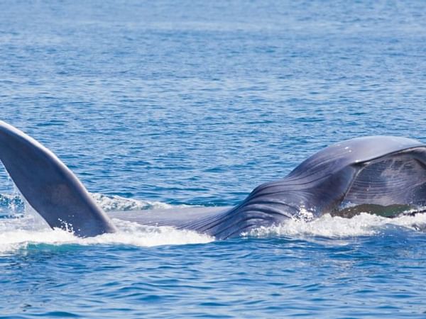 Closeup on a blue whale swimming near Inn at Avila Beach