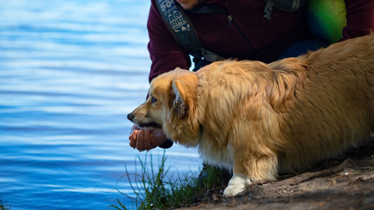 Golden retriever drinking water from person's hand by Lost lake near Listel Whistler, a Coast Hotel
