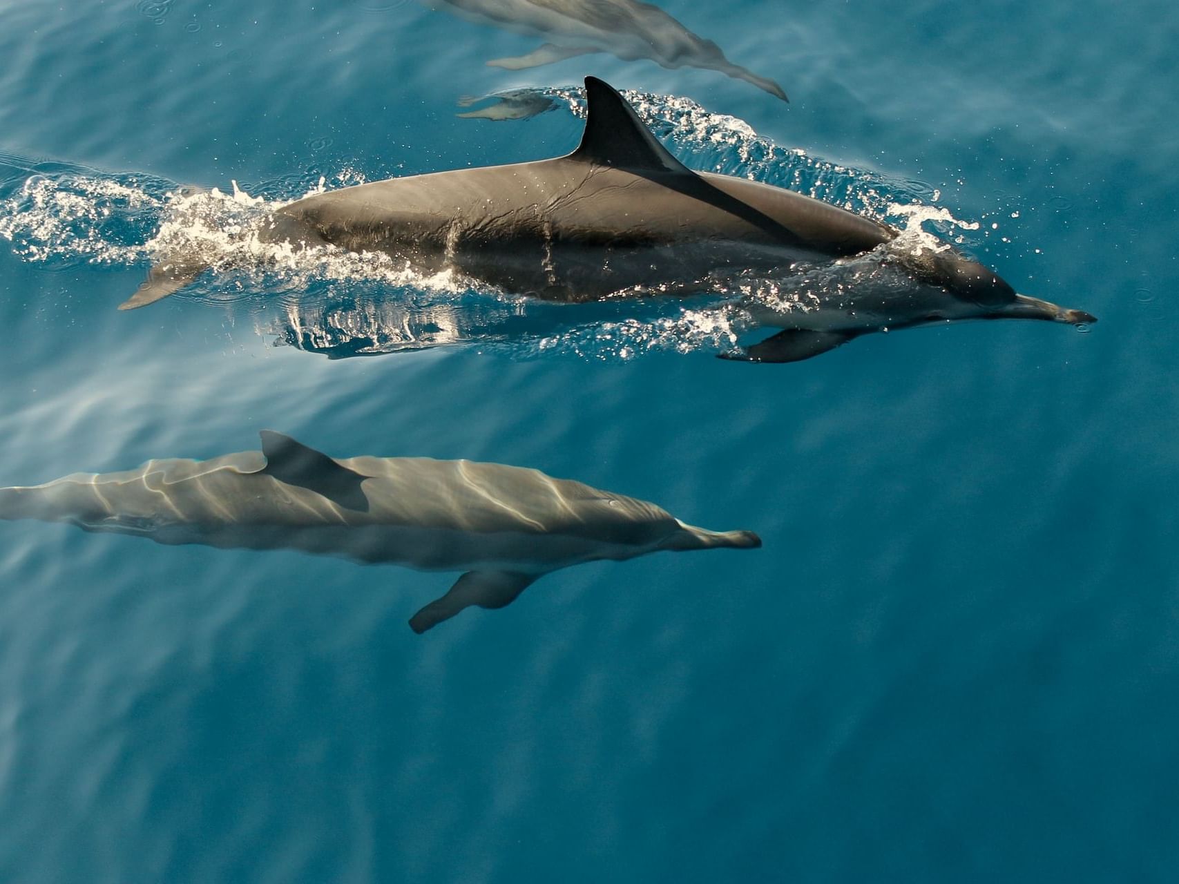 Dolphins and Whales in Hawaii’s Waters near Waikiki Resort Hotel by Sono