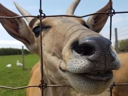 Closeup of an antelope in Greenview Avaries near Retro Suites