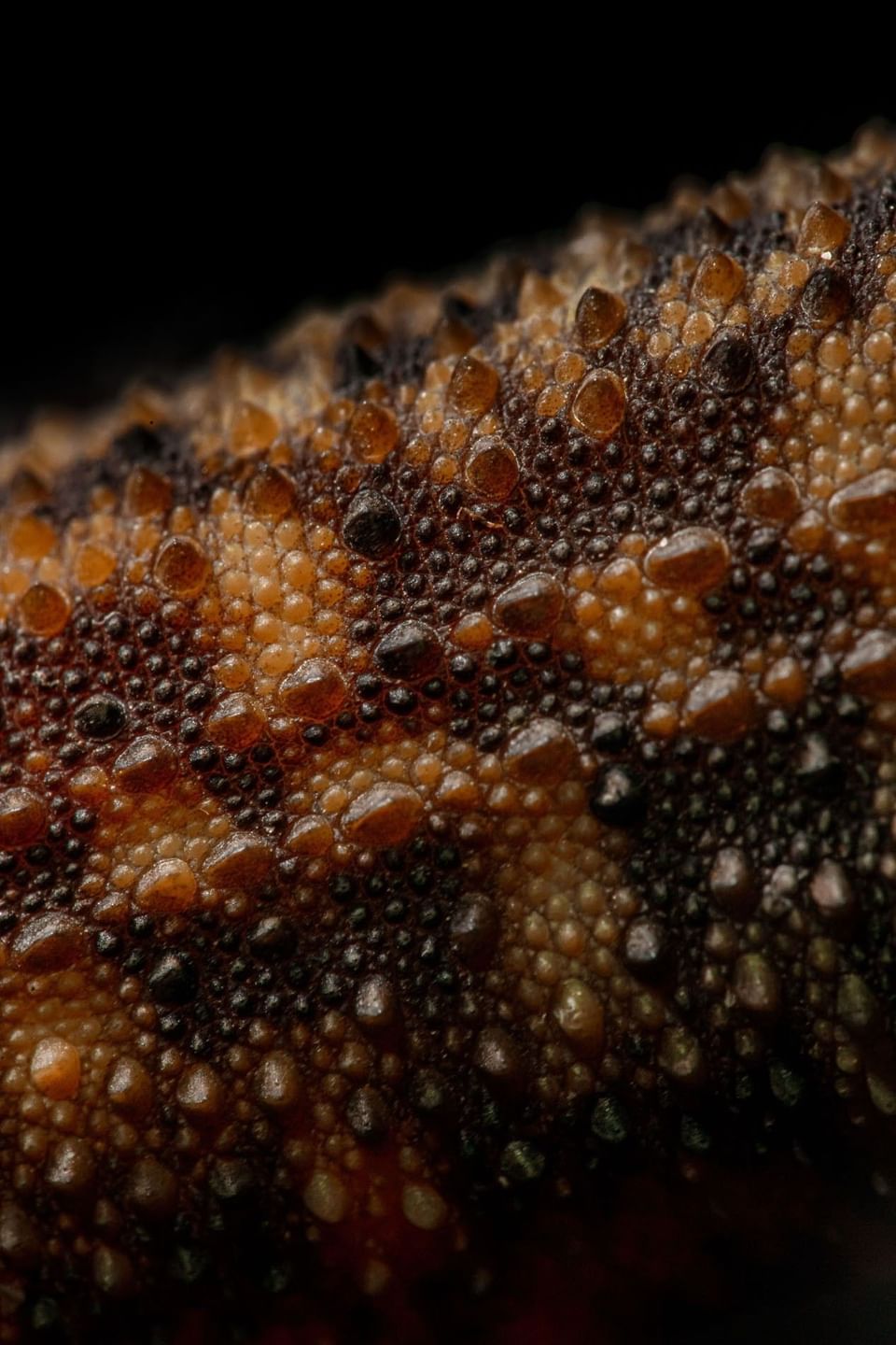 Macro of textured brown lizard skin scales by a dark background at Hotel Chan-kah Resort Village