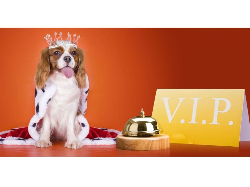 Dog wearing a crown and posing on a table at Rosen Inn Lake Buena Vista