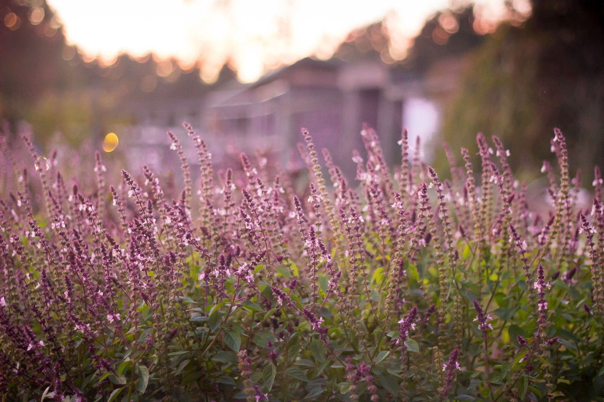Close-up of lavenders grown in the garden at Umstead Hotel and Spa