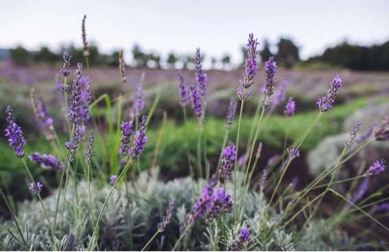 Close-up of lavender field at Ka'anapali Beach Hotel Hawaii