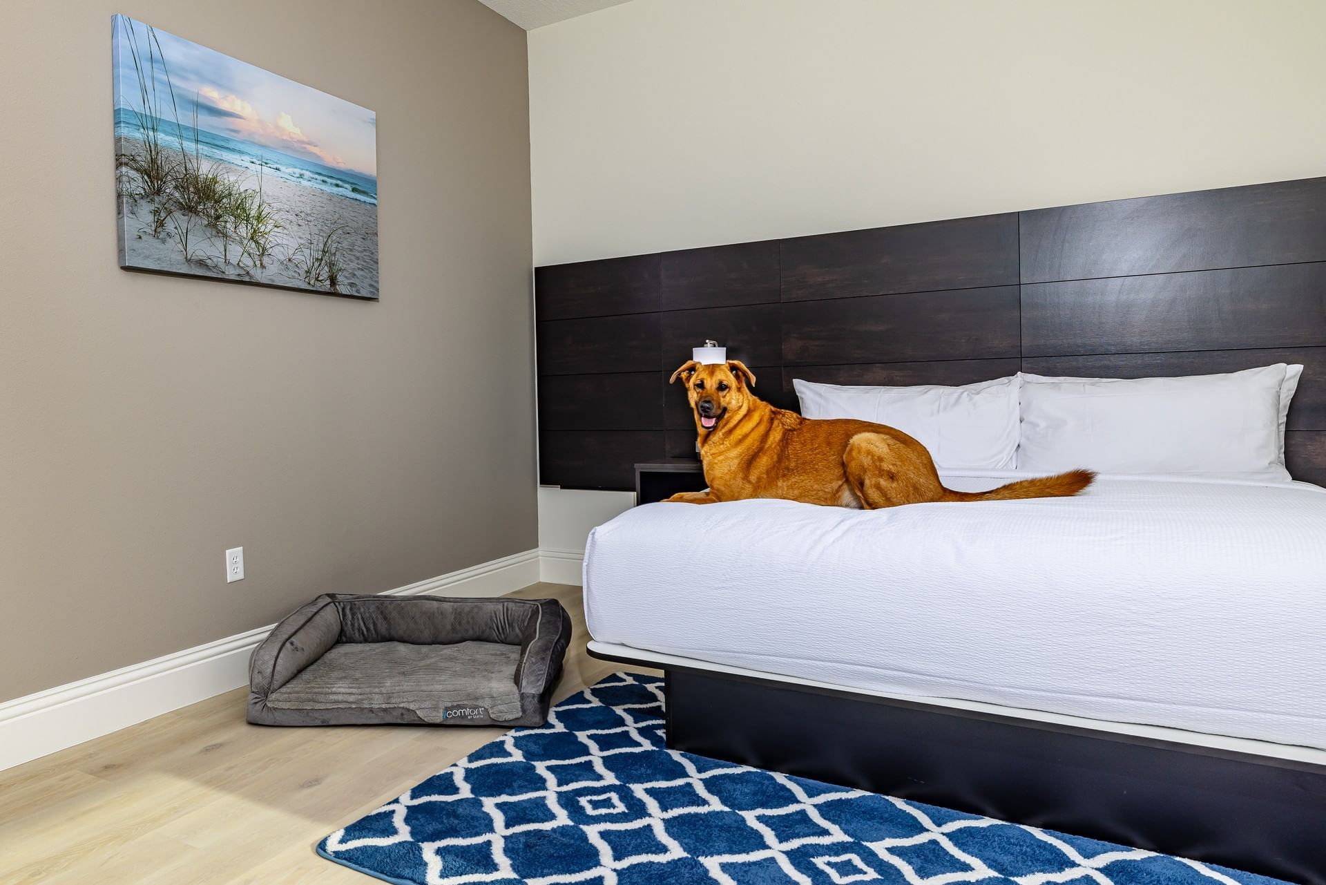 Dog relaxing on a hotel king bed in Premier King Balcony Room at Grant Street Inn