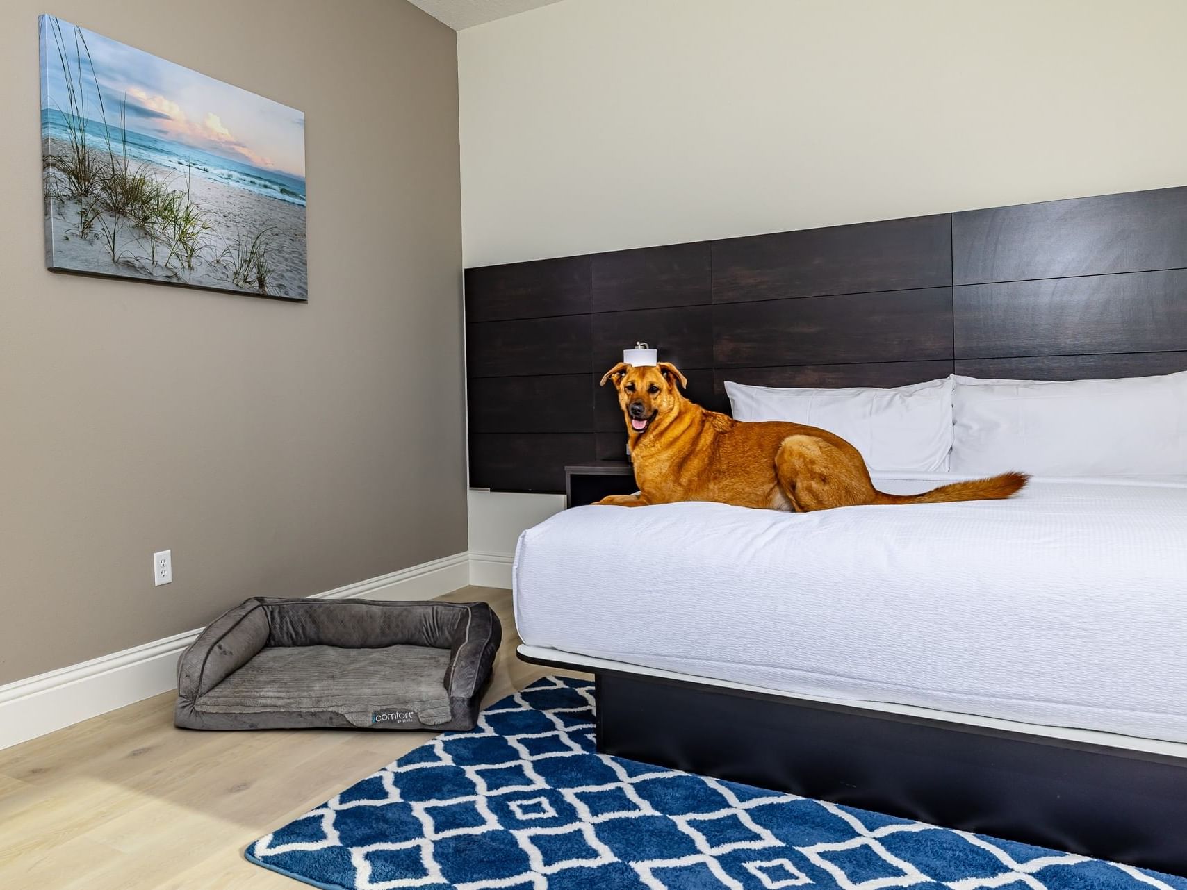 Dog relaxing on a hotel king bed in Premier King Balcony Accessible Room at Grant Street Inn