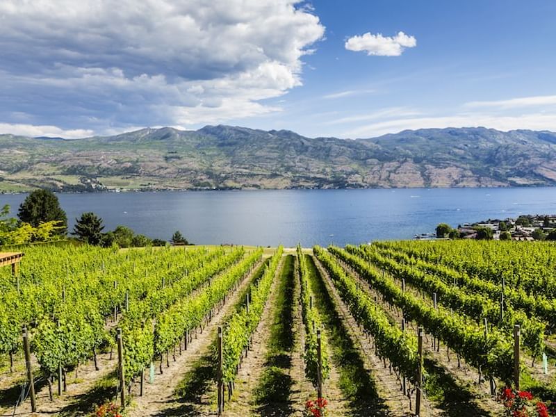 British Columbia wine region near Outback Lakeside Vacation