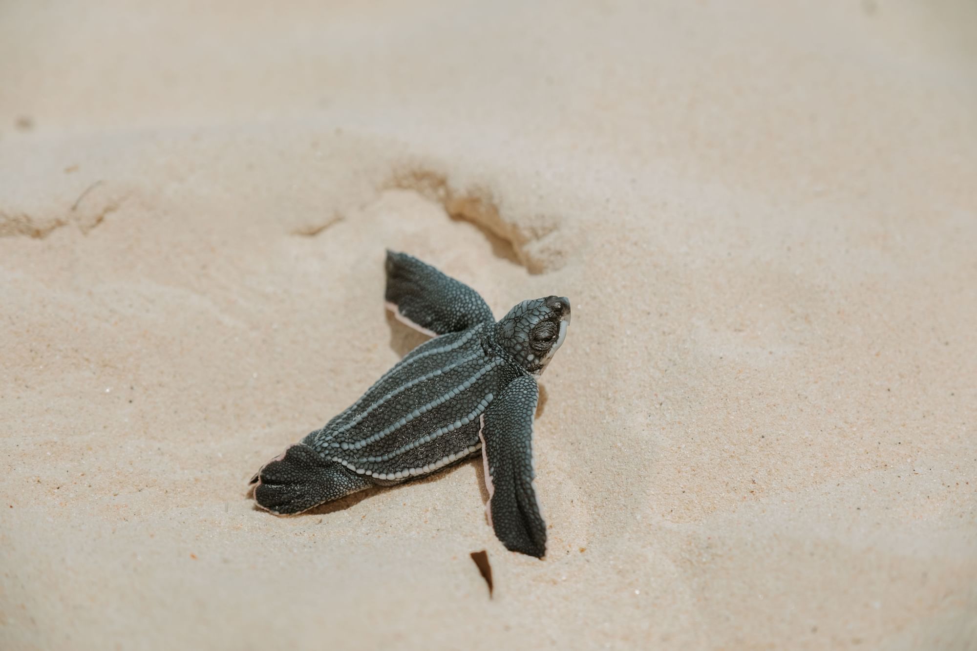 Sea Turtles hatching at Eagle Beach and Amsterdam Manor Beach Resort