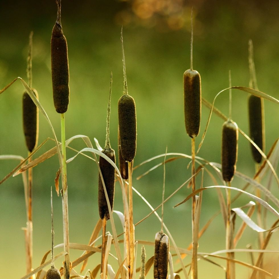 Black reeds on The moor in Rohr near Falkensteiner Balance Resort Stegersbach