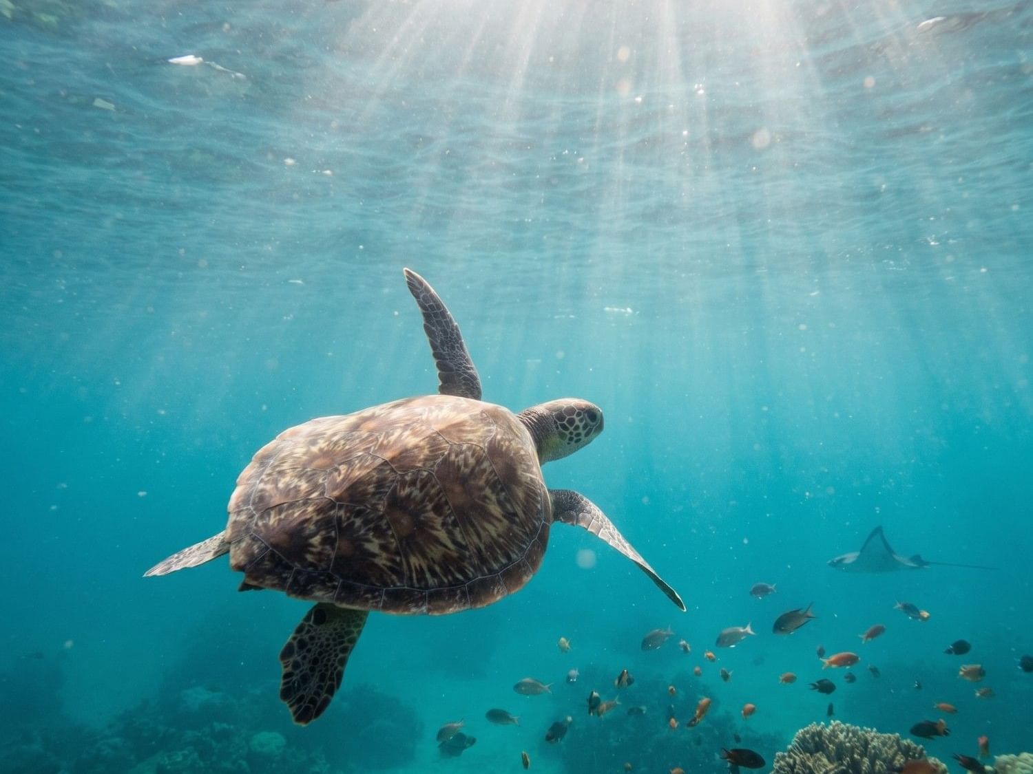 Young sea turtle swimming in the Pacific Ocean as part of its life cycle near Puerto Vallarta