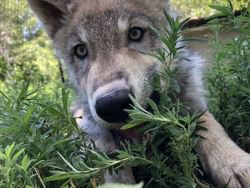 Close-up of Wolfdog captured in Zoo Montana near Boothill Inn & Suites