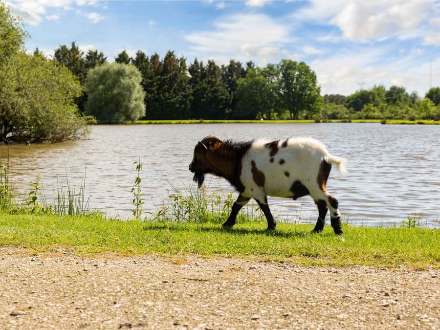A cow in pasture by the lake near L'Oree des Chenes