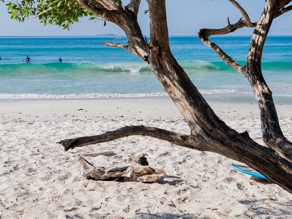 A tree by the beach in Punta Mita near Hotel Villa Varadero