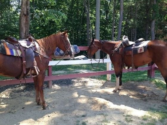 2 horses at the Westchester Trail near The Abbey Inn