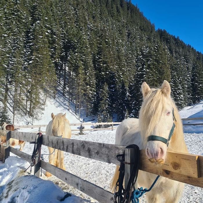Weiße Pferde stehen hinter einem Zaun in einer verschneiten Landschaft mit bewaldeten Hügeln.