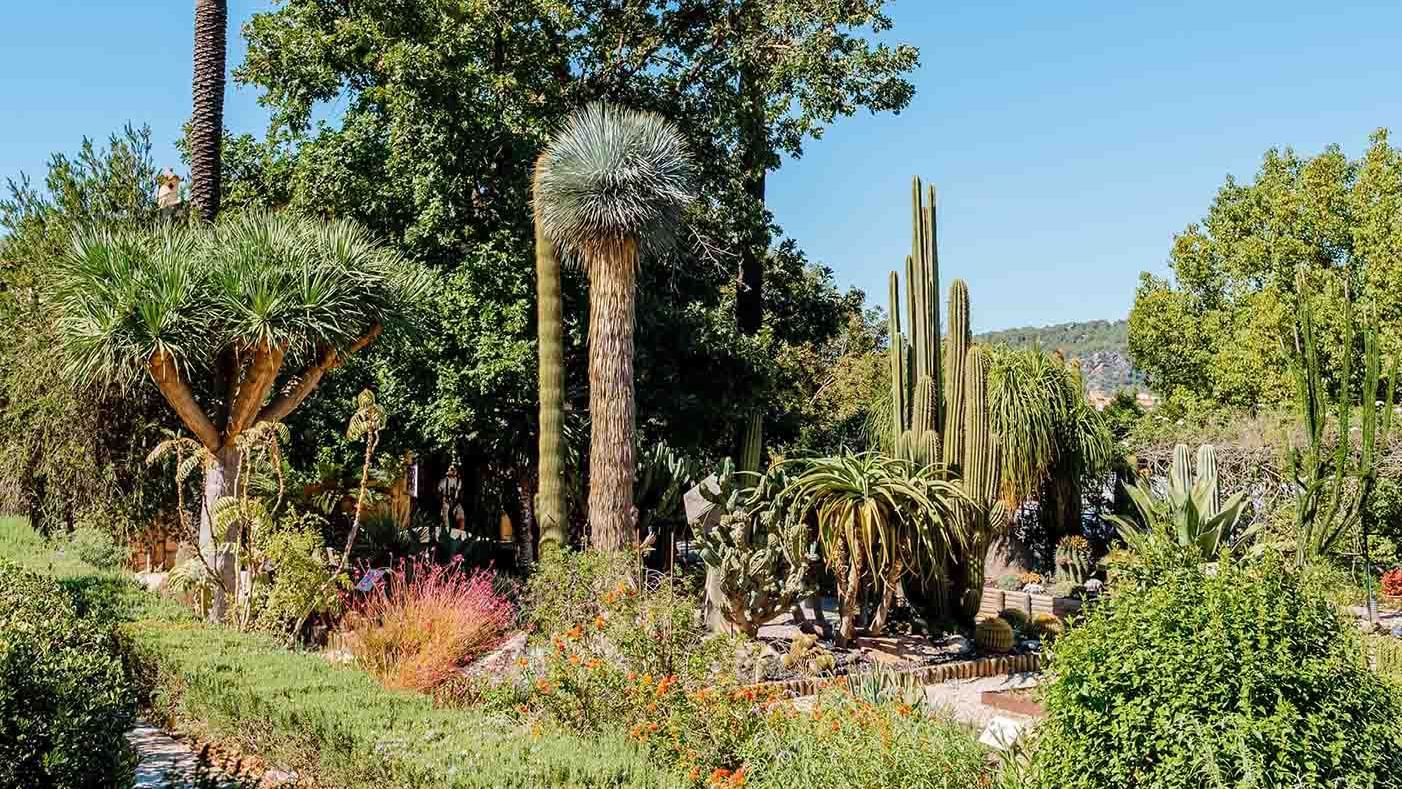 Plantas del jardn botanico