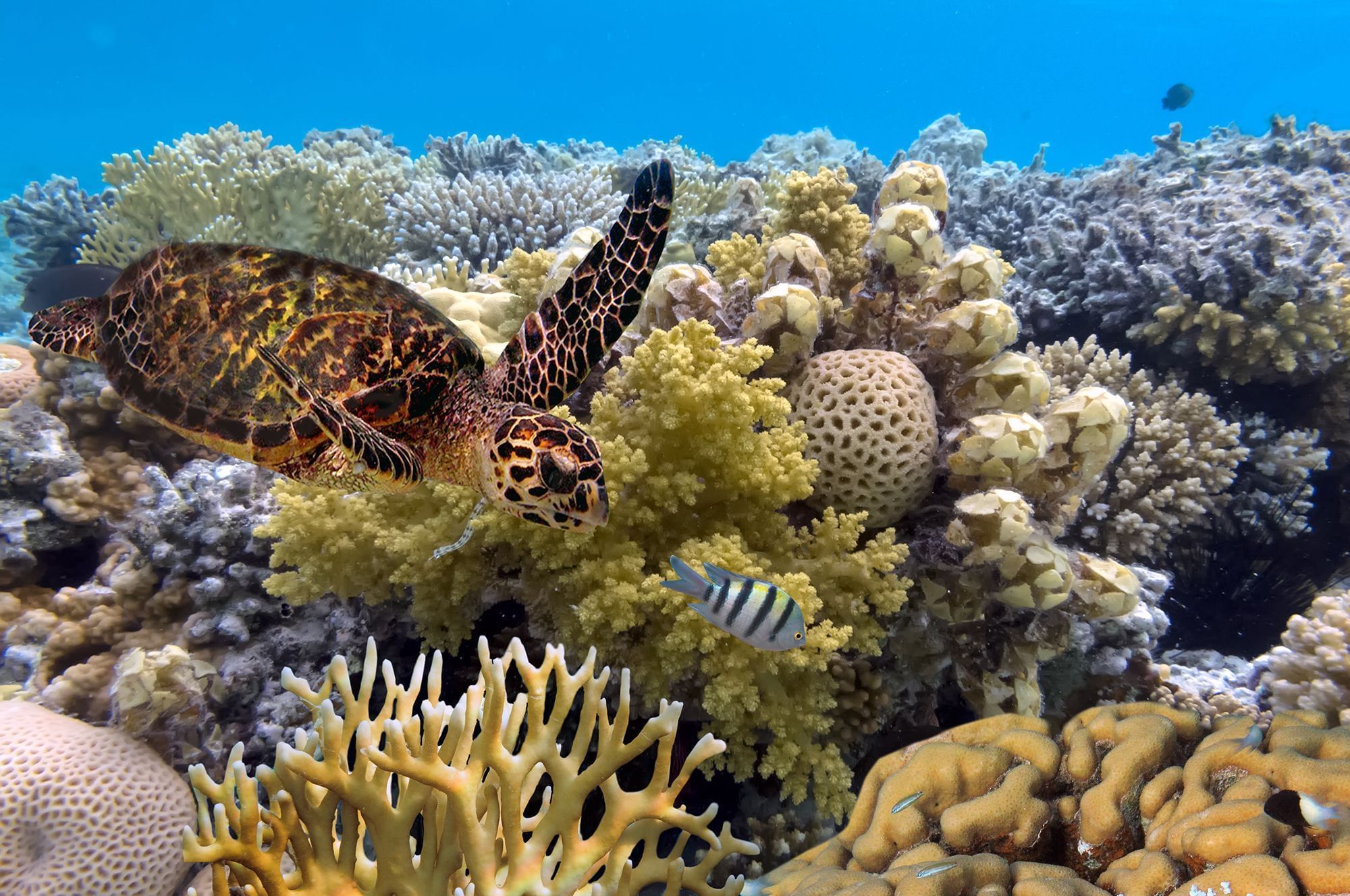Turtle with corals, Pullman Palm Cove Sea Temple Resort & Spa