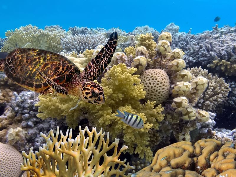Sea turtle above vibrant coral reef with tropical fish swimming nearby in Great Barrier Reef 	
at Pullman Port Douglas