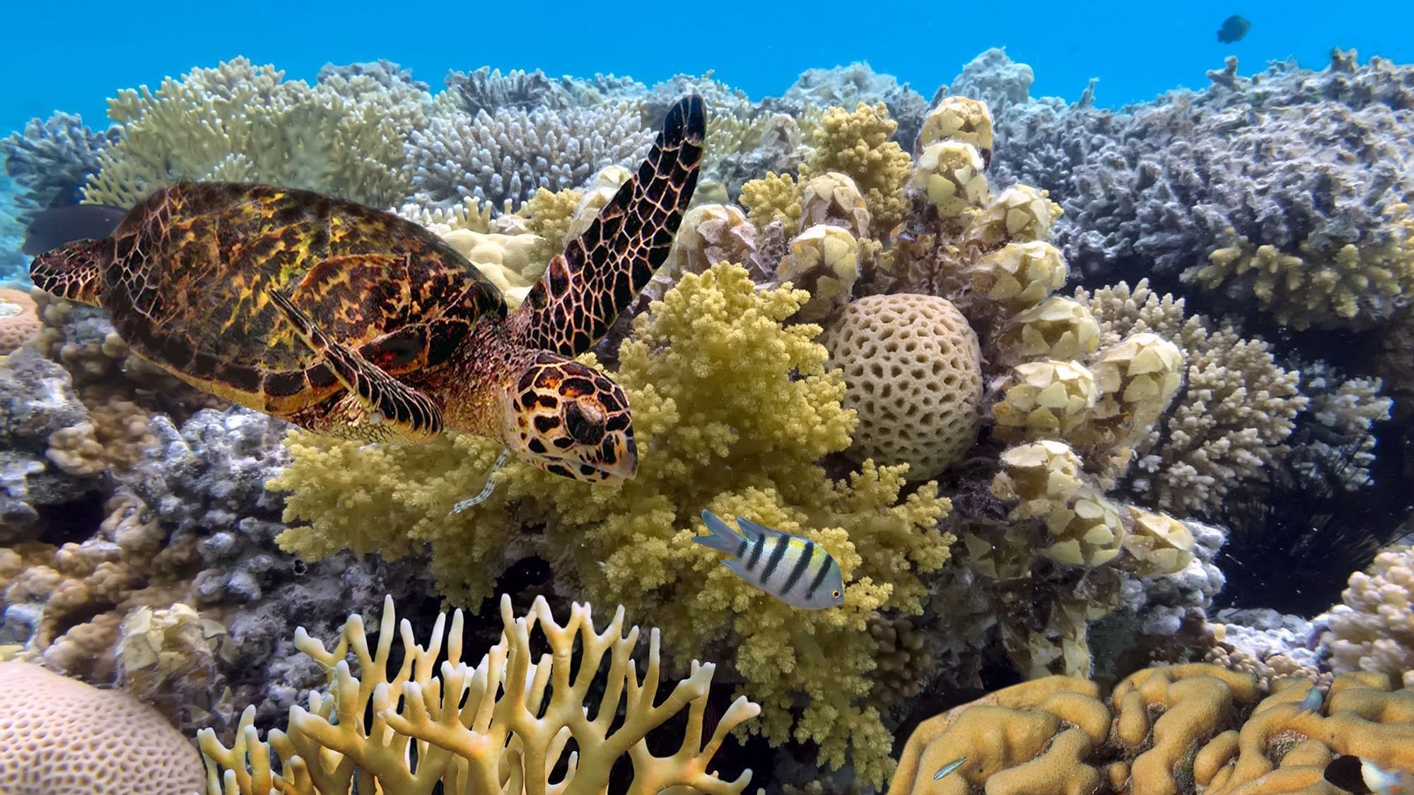Sea turtle above vibrant coral reef with tropical fish swimming nearby in Great Barrier Reef 	
at Pullman Port Douglas