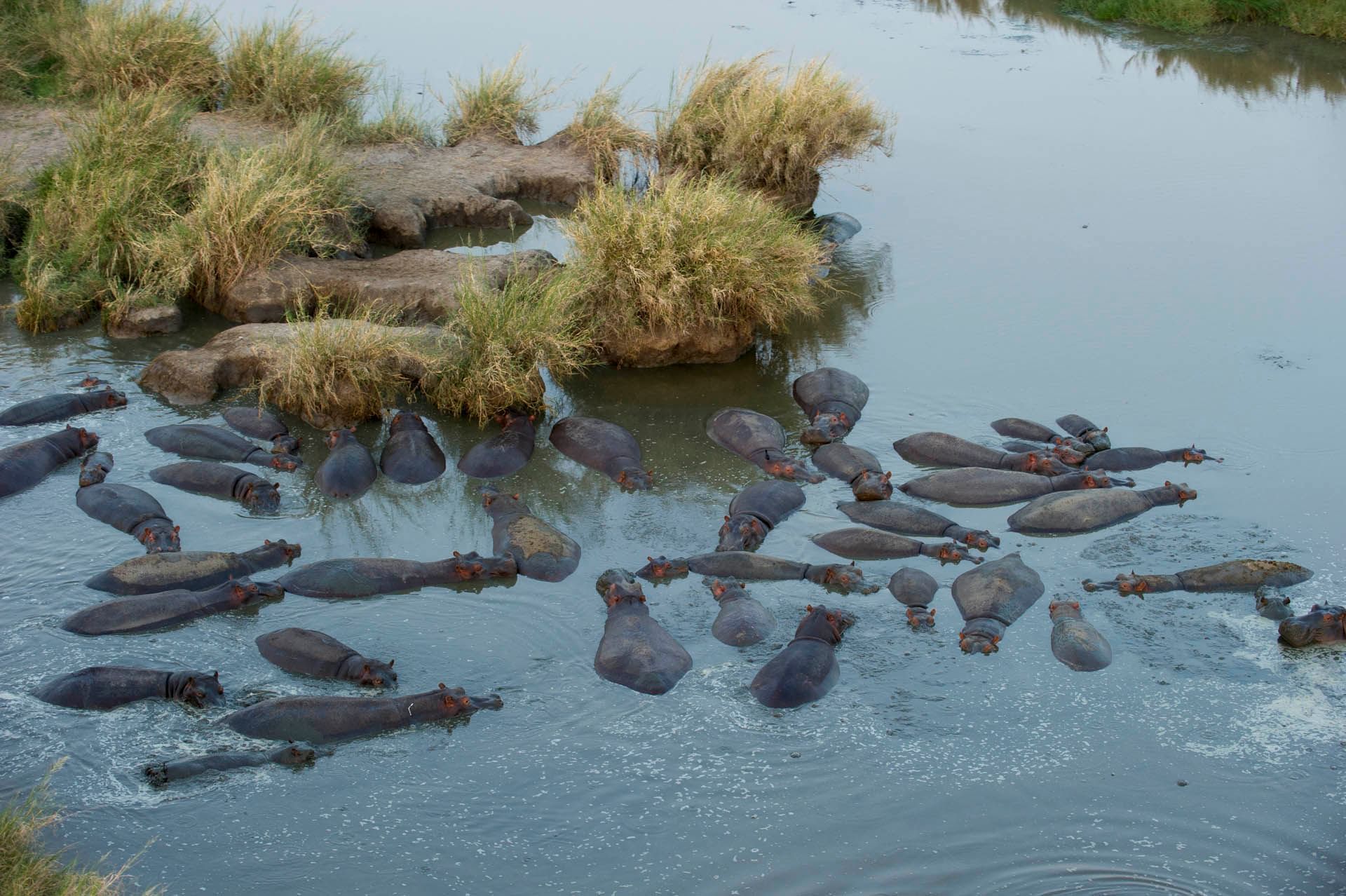 View of hippos in the river near Serengeti Serena Safari Lodge