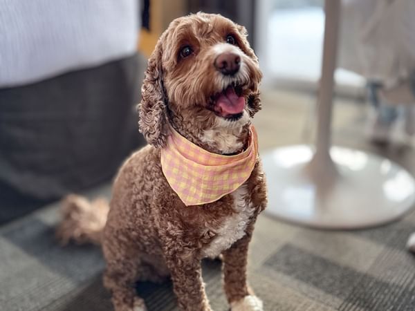 Dog sitting on a carpeted floor.