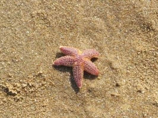 Pink starfish resting on wet sand at Starfish Point, a serene coastal spot near The Residences at Seafire