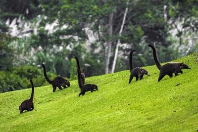 animales muy lindos