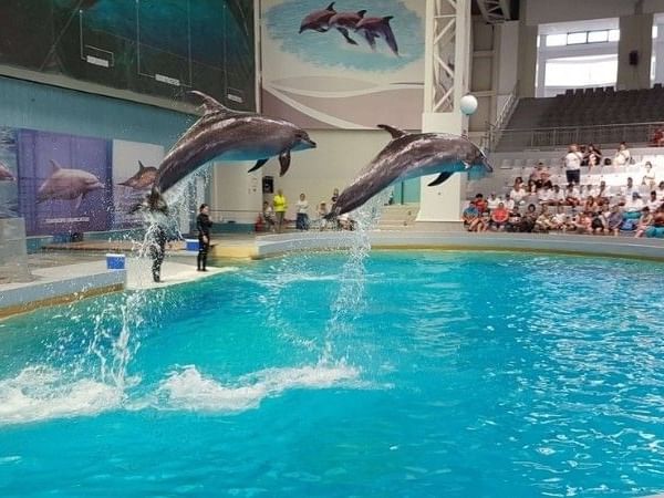 Delfinariu