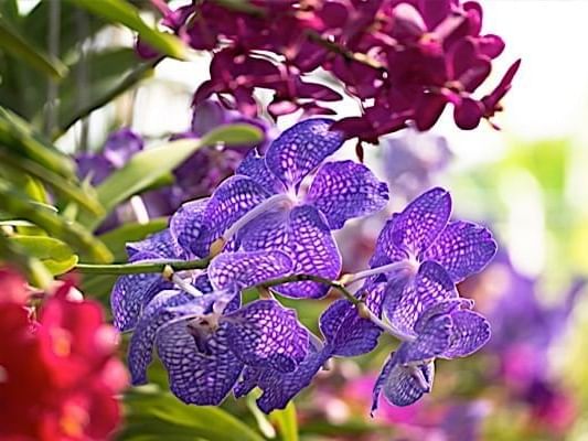 Closeup of Purple orchids at Casa Colonial Beach and Spa