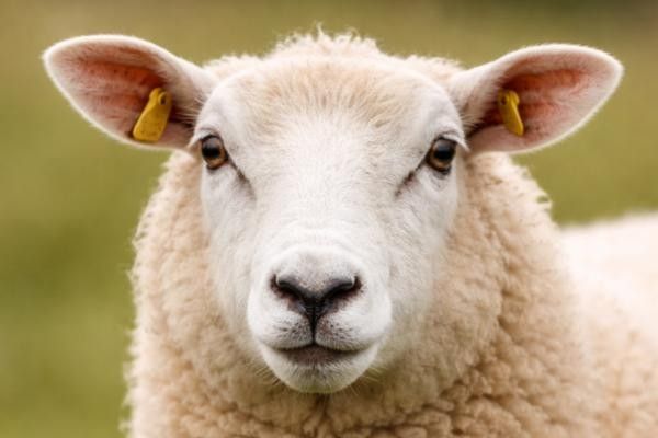 Sheep at Bucks Young Farmers Country Show in Buckinghamshire