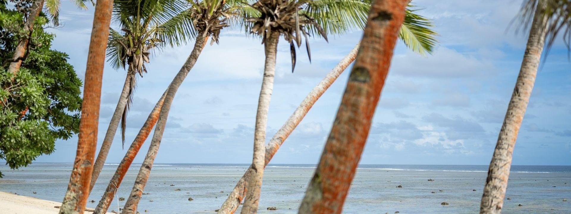 Palm trees on sandy shore with ocean view at Tambua Sands Beach Resort in Sigatoka